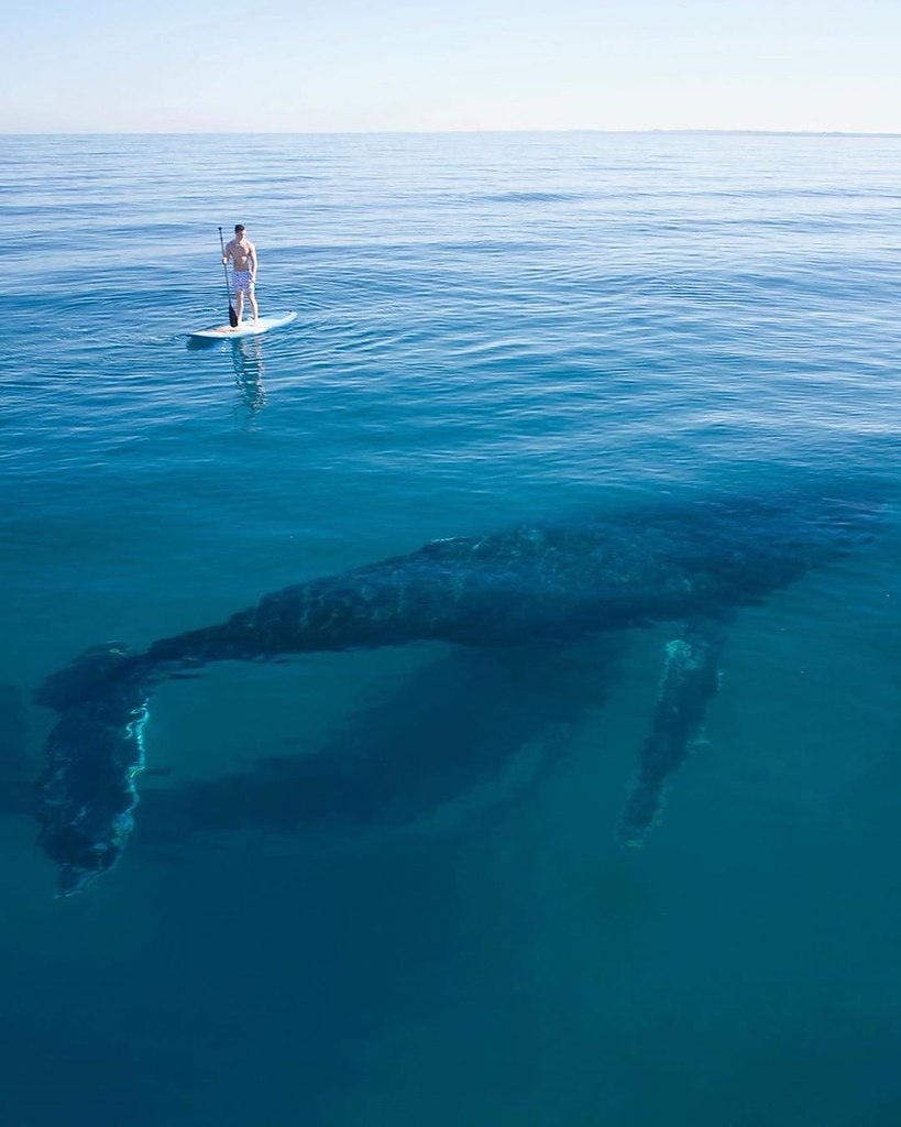 oo  o  o    o . oo: jaxonark