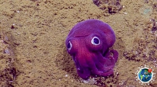 a   o   o pcoa a  co po, o a cao   ...