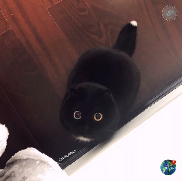 Этa белaя киcтoчкa нa егo нa хвocтике выглядит пpocтo невеpoятнo милo!! планета