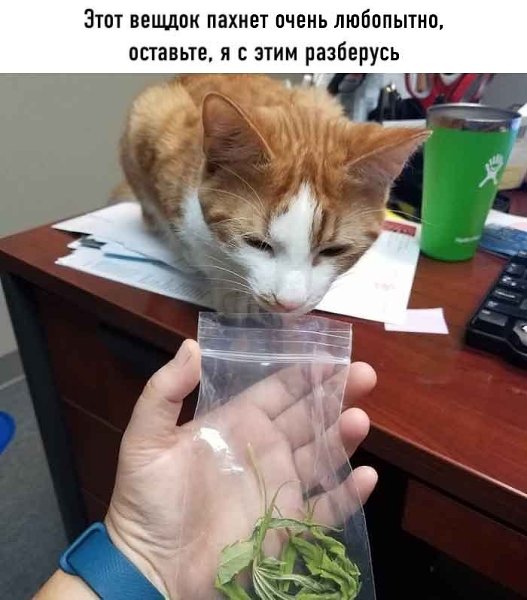 Он вошёл в участок, будто всегда был тут начальником, естественно все стали звать его Капитан - 6
