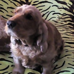 ����, �����������, 61 ���