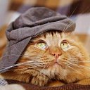 ���� �������, ���������, 71 ��� - ��������� 2 ������ 2020 � ������ ������ ��������