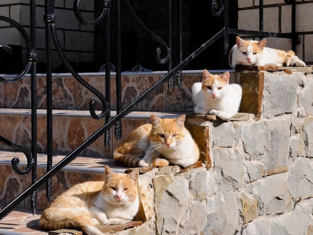 Коты на крыльце. Котики на лестнице. Мартовские коты. Коты на ступеньках. Кошки пришла через