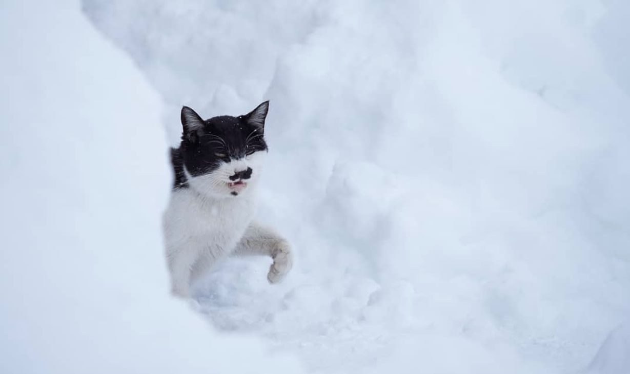     ,        - 4