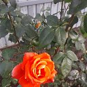 ���� Denis, �������� - ��������� 8 ������ 2021 � ������ ������ - ���� ))�