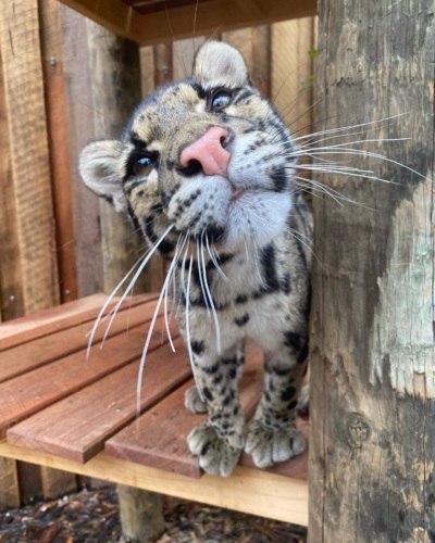  !).  Cinta (Clouded leopard)  Wild Cat Conservation Centre ...