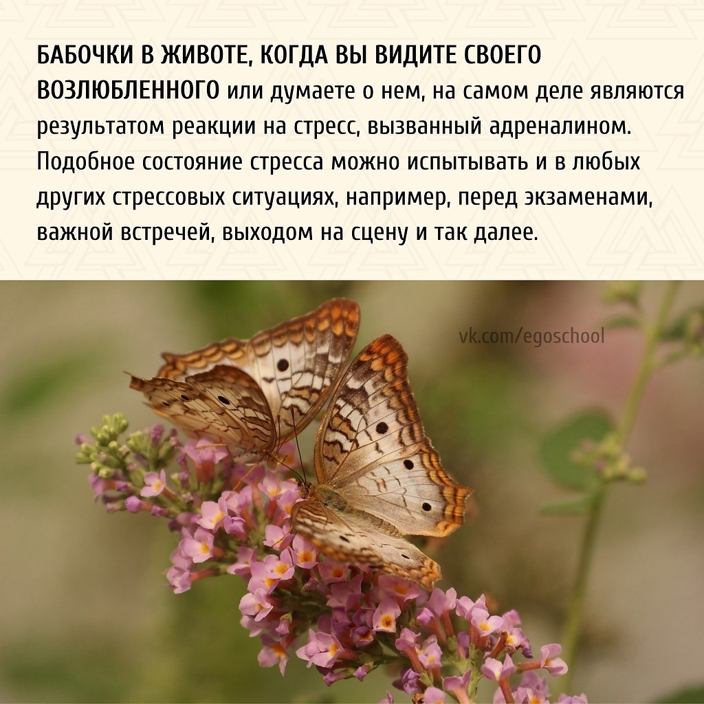 Физические ощущения, романтично называемые «бабочками в животе» появляются не только вследствие ...