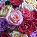 �������� ����������� ������� �� ������� ���� ����������