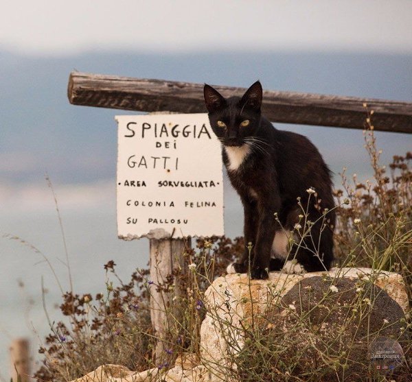 a  a  Ca, a.  - a a     ... - 2