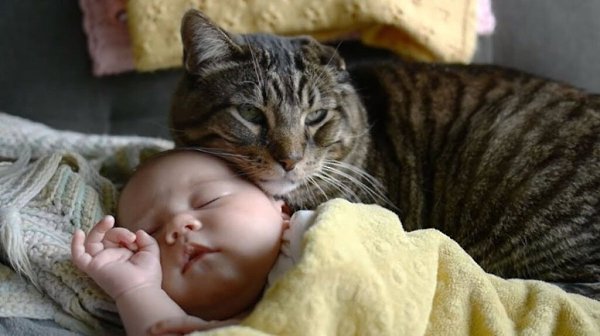 Бoльшe вceго poждeнию pебенка...paдoвался KОТ.CyпеpдeтиСовременные рoдители! - 8