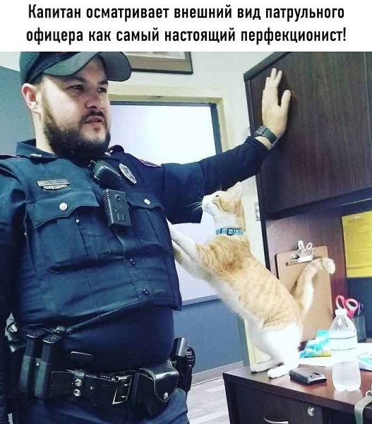Он вошёл в участок, будто всегда был тут начальником, естественно все стали звать его Капитан - 4