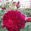 ���� �����, ������, 49 ��� - ��������� 24 ������� 2020