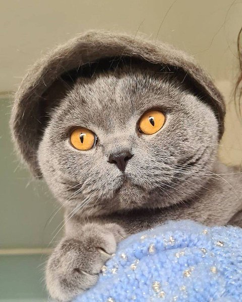 Зачем выбрасывать котью шерсть, когда из неё можно сделать восхитительные шляпы? - 9