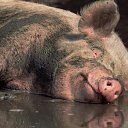 ���� ���������, �����-��������� - ��������� 10 ������� 2020 � ������ ������ ��������