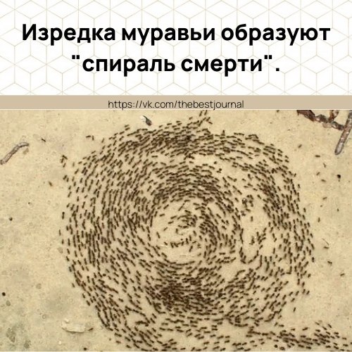 Это когда небольшая группа муравьёв начинает бегать по замкнутому кругу, вовлекая других муравьев. ...