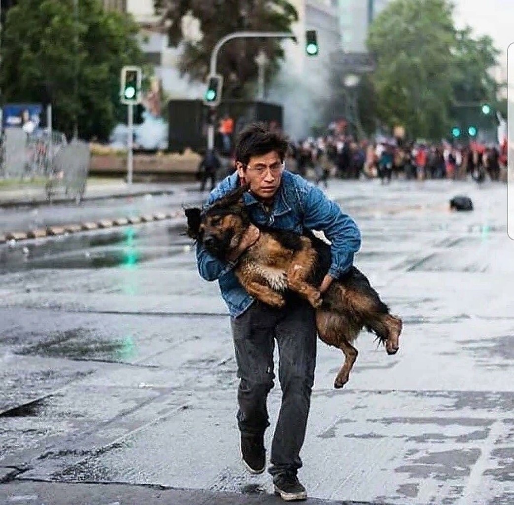 Мальчик спасает собачку. В Чили спасали собак ГАЗ.