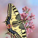 ���� ����, �����-���������, 55 ��� - ��������� 2 ������ 2021 � ������ �butterflies�
