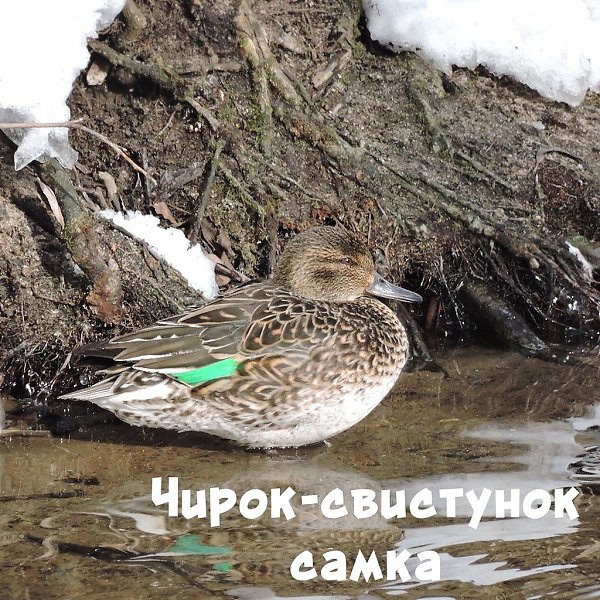 ���������, �����, ������: � 2020 ���� �� ��������� ����������� ������ ���� �������� ������ ... - 3