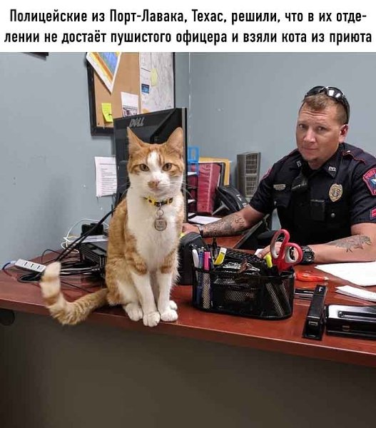 Он вошёл в участок, будто всегда был тут начальником, естественно все стали звать его Капитан