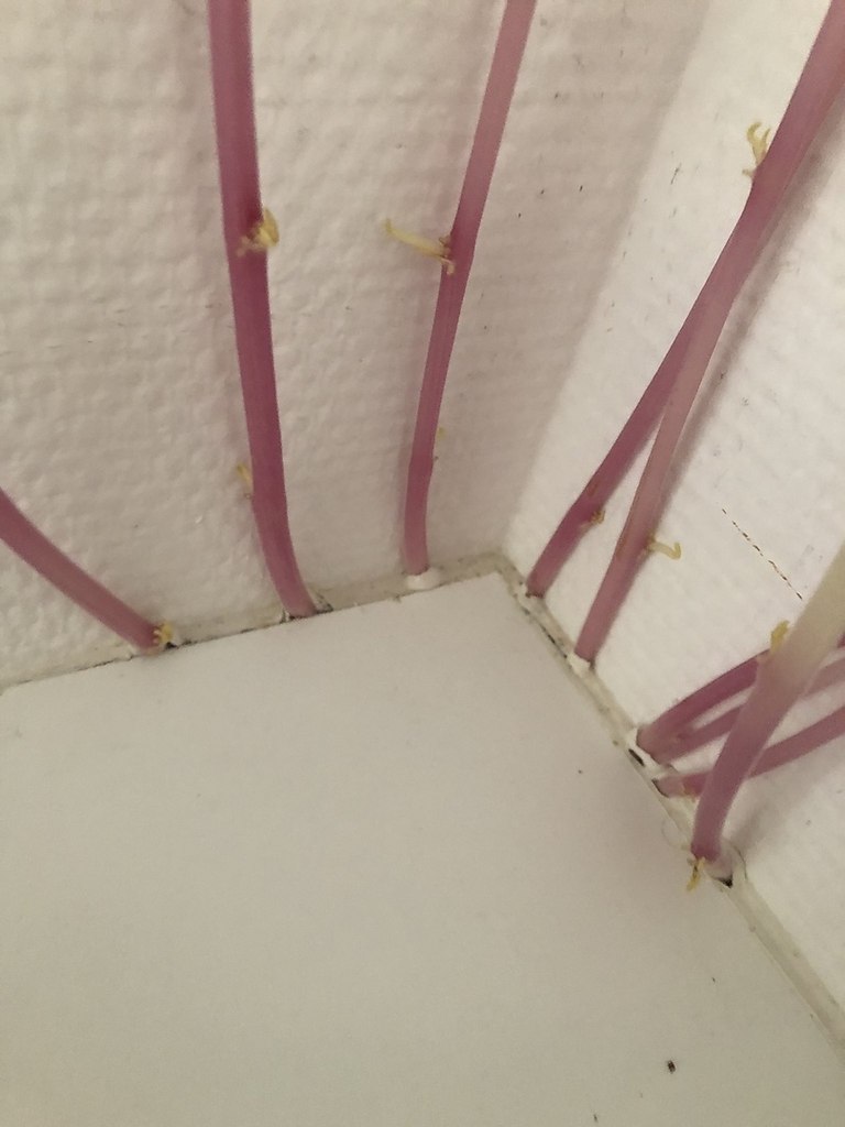 Ну все, в 2020 уже и картофель пытается захватить мир - 3