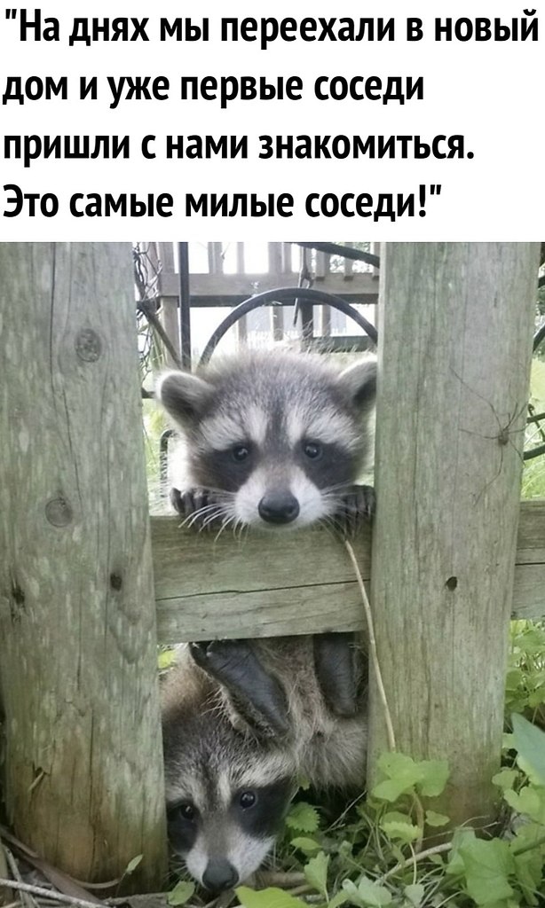 Когда хочешь дружить с соседями