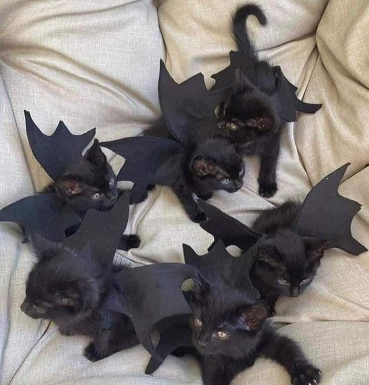   ,   -  