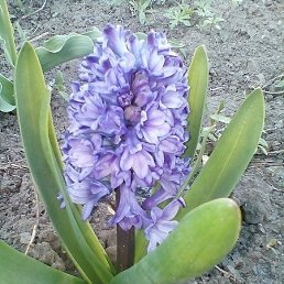 �������, �����������