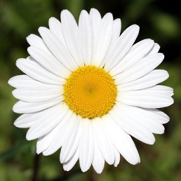 Alena, �����-���������, 50 ���