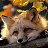 ���� Fox, ������������ - ��������� 27 ������ 2020