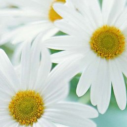 �����, ������, 55 ���