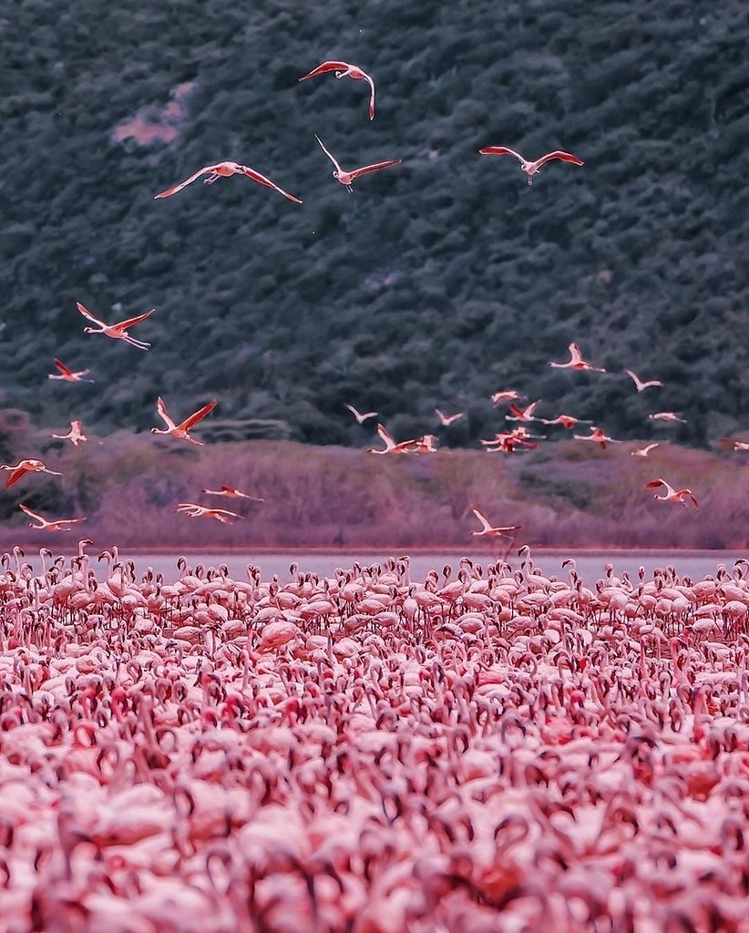 o  o o, .  o  o 2  oo   ... - 4