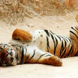 ���� ������, ����, 51 ��� - ��������� 21 ������� 2020