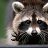  Racoon, , 59  -  13  2020