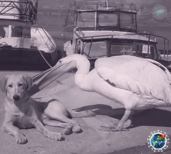 cop eaa, oop poco xoe py.  - 5