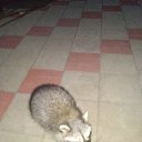  , -, 63  -  24  2020    