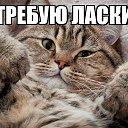 ���� ��������, �����-���������, 46 ��� - ��������� 14 ������ 2020