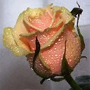 ���� ������, ���������, 66 ��� - ��������� 5 ����� 2021 � ������ ������ ��������