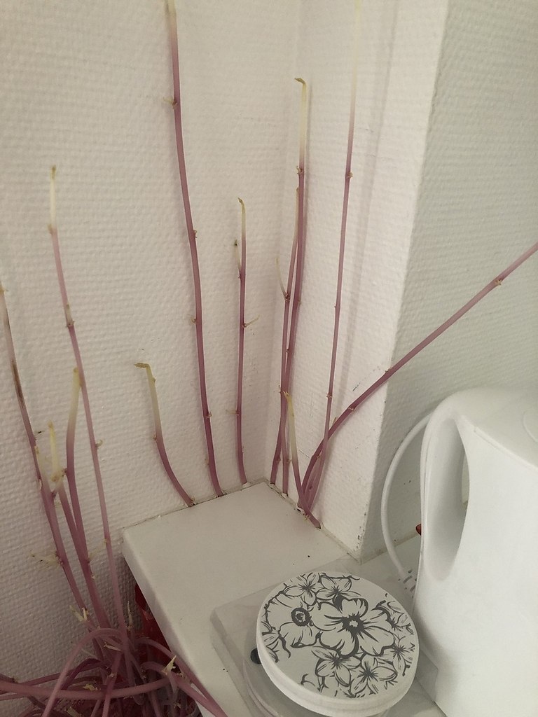 Ну все, в 2020 уже и картофель пытается захватить мир - 2