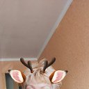 ���� �����, ������, 62 ���� - ��������� 17 ������ 2020 � ������ ���� ����������