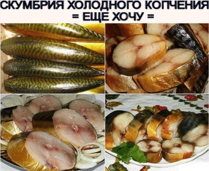 СКУМБРИЯ ОЛОДОГО КОЧИЯ