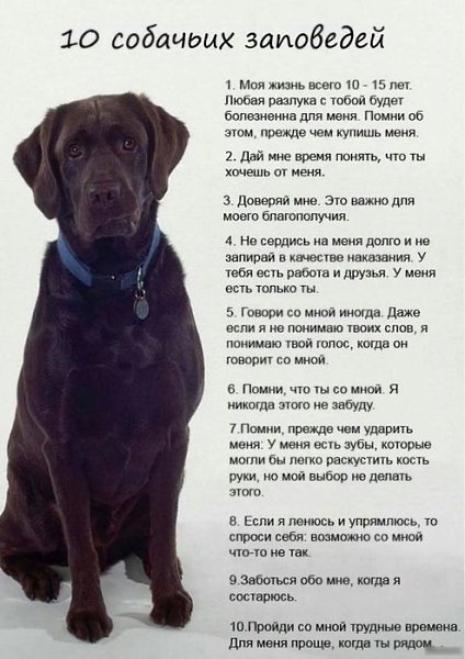 Каждому, кто только собирается завести собаку стоит усвоить это