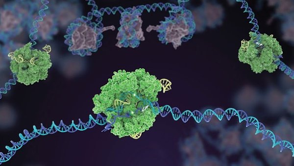 CRISPR ��� ��������, ��� ������� ������� �� �������� �������������� ���. ������� � ��������� CRISPR, ...