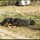 ���� - Inferno, ������ - ��������� 16 ������ 2021 � ������ ���� ����������