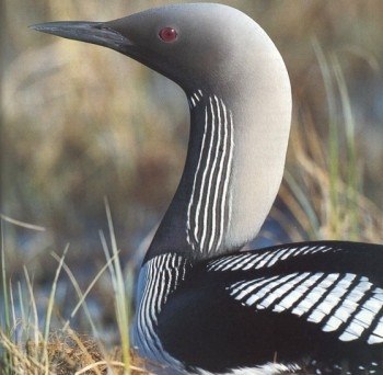 Черноклювая гагара - если бы перфекционизм был птицей