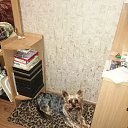 ���� ��������:maik 2134 ������"�������", �����-���������, 47 ��� - ��������� 5 ������ 2020 � ������ ���� ����������