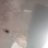 ���� Xaxsan, �����������, 26 ��� - ��������� 21 ������� 2020