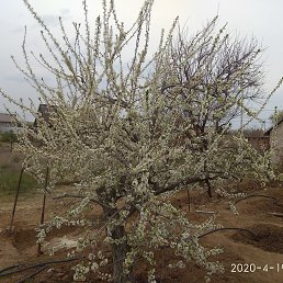 ������, ���������, 65 ���