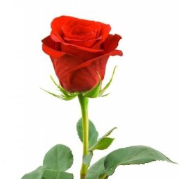 ������� ����, �������