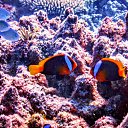 ���� Cornell, ������ - ��������� 18 ����� 2021 � ������ �������� � ����� ������.�