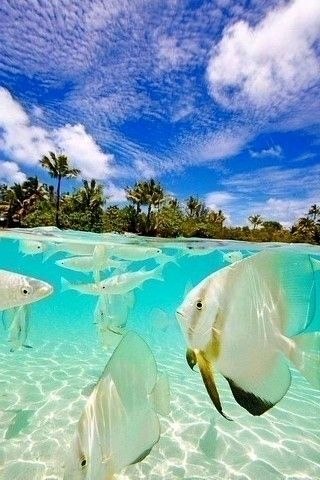 БОРА-БОРА.Самым привлекательным местом на Бора-Бора является лагуна с ее богатым подводным миром, ... - 3